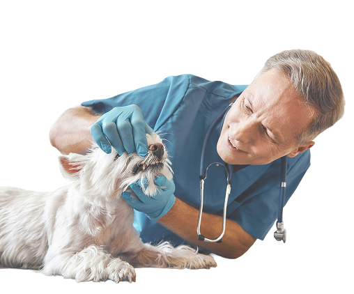 Veterinarian with dog