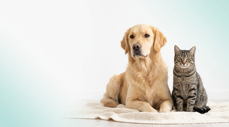 Medical records with dog and cat