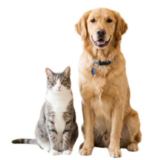 Dog and cat